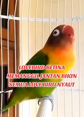 PANCINGAN BUNYI SEMUA LOVE BIRDS  LOVE BIRDS KONSLET 😍 #pancinganbunyilovebird  #pancinganemosilovebird  #lovebirds  #lovebirdskonslet  #lovebirdngekek  #jovianlovebird  #lovebirdmaniaindonesia  #kicaumaniaindonesia  #fypシ゚viral 