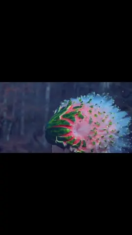 Watermelon shot in slow motion #notmyvideo #fyp #hashtag #satisfying #watermelon #shot #slowmotion #slow #motion #fypp  #superslowmotion #satisfying #explodes #watch 
