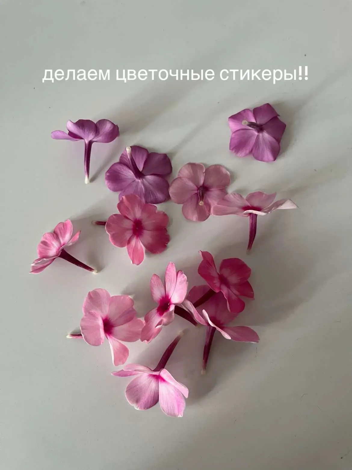 🌺 #flowers #цветы #стикеры #туториал 