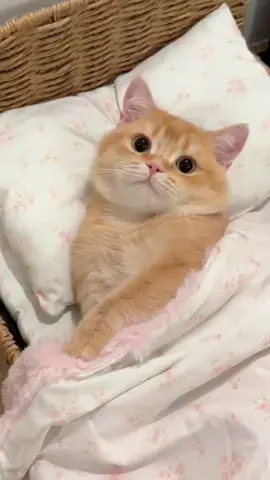#cat #cute #sleep 