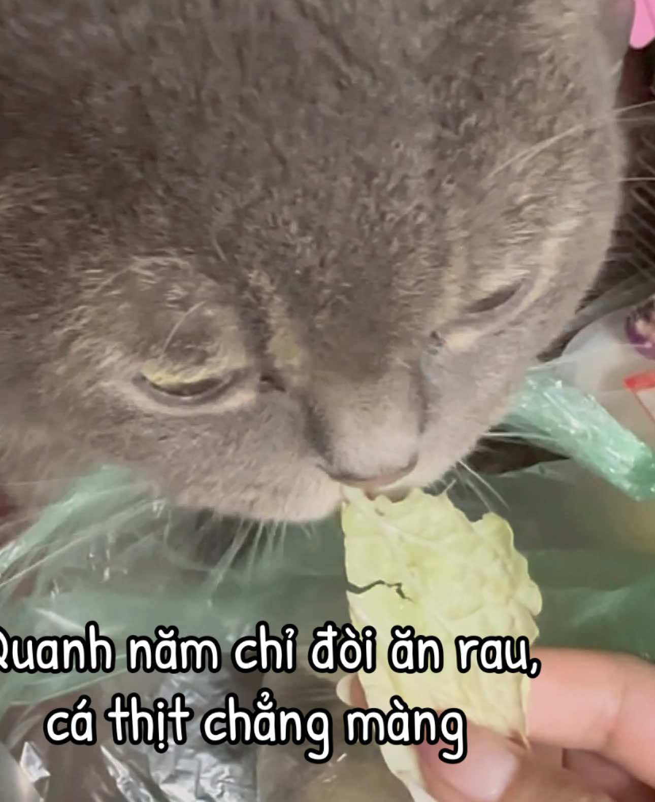 🐱When your cat is a vegetarian🤣 #cat #cats #catsoftiktok #catsvideos#catslover #cateatingvegetables #vegetariancat #xùthecat #fyp