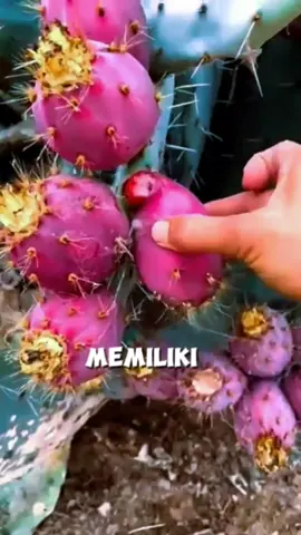 Budidaya tanaman kaktus yang memiliki rasa seperti buah naga di negara China #fyp #trending #viral #reels #shorts #vod #fbpro #facebookpro #pemula #pertanian #agriculture #farming #perkebunan #kebun #gardening #garden #harvesting #kaktus #buahkaktus #pohonkaktus 