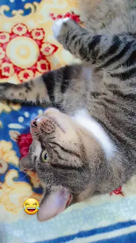 #fyp #catsoftiktok #catlover 