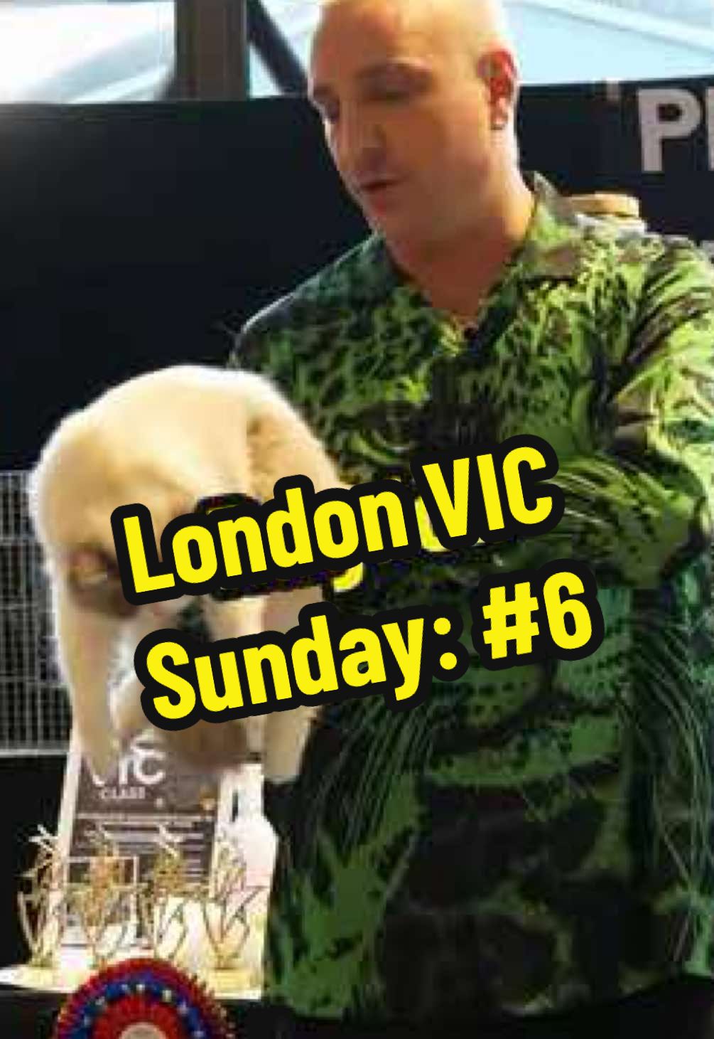 London VIC Sunday Class Top 10: Coming in at #6 a female Ragdoll! When judging a Ragdoll, this is what you want to see!  #catjudge #catshow #catstravaganza #rescue #cats #catshow #lcww #cats #catlover #funnycatvideos