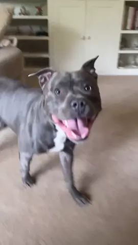 3, 2, 1, Go 🌪️ I got that friyay feeling 😆 and fyi this is not sped up🤣 . #bluestaffy #bluestaff #bluestaffypuppy #bluestaffylove #bluestaffordshirebullterrier #staffylovers #staffy #staffysoftiktok #staffymoments #staffypuppy #staffyclub #staffordshirebullterrier #staffylove #staffylove #crazydog #crazydogs #sillydog #sillydogs #funnydog #funnydogvideos #funnydogs #zoomiesfordays #zoomies #kano #kanothebluestaffy
