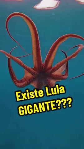 VOCÊ já Ouviu Falar nas Teorias Sobre as “Lulas Gigantes?”🦑🌊 Essas misteriosas criaturas dos oceanos não param de nos surpreender! Uma das teorias mais intrigantes é que, nas profundezas inexploradas do mar, vivem Lulas Colossais, muito maiores do que qualquer coisa que já foi registrada pela ciência. Imagina só, esses seres lendários podem ter inspirado mitos antigos como o Kraken – um monstro marinho que aterrorizava os marinheiros com seu tamanho descomunal! 😱 E não para por aí… Algumas teorias sugerem que esses gigantes das profundezas poderiam estar envolvidos em fenômenos estranhos, como o desaparecimento de navios.  Será que essas lulas monstruosas têm algo a ver com mistérios não resolvidos dos mares? 🧐 Mas as lulas também intrigam por outra razão: sua **inteligência**. Cientistas acreditam que elas possuem um sistema nervoso tão complexo que podem **resolver problemas** e até **se comunicar** de maneiras que ainda nem compreendemos totalmente. Quem sabe, no futuro, não descobriremos que elas são mais inteligentes do que imaginamos? Ficou curioso para saber mais sobre essas e outras teorias fascinantes? Então siga o “Além da Teoria” e desvende os mistérios mais intrigantes do nosso mundo! 🌌🔍 🔗 Acesse nosso canal e mergulhe em teorias incríveis! #lula #kraken #kraken #lulagigante #oceano 