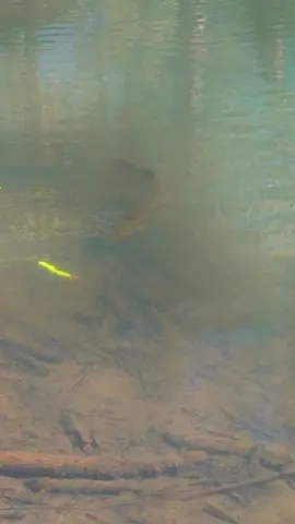 GIANT MUSKY stalks its prey (DKAM TROUT) 😳😳😳 #fishing #fishtok #fyp #foryou 