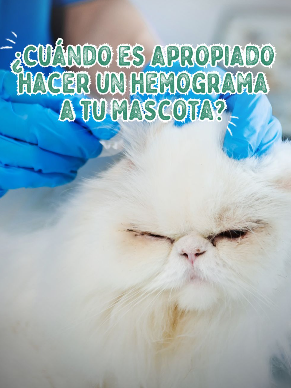 🐾🔬 ¿Cada cuánto necesita tu mascota un hemograma y por qué? Estos análisis son clave para detectar problemas de salud temprano. Para mascotas sanas, un hemograma anual suele ser suficiente, pero aquellas con condiciones preexistentes podrían necesitarlos más a menudo. 👇 ¿Tienes experiencia con hemogramas en tus mascotas? #consejo #panchocavero #mascotas #perro #gato #tips #cuidado #dog #cats #gatostiktok #perrostiktokers #hemograma #salud