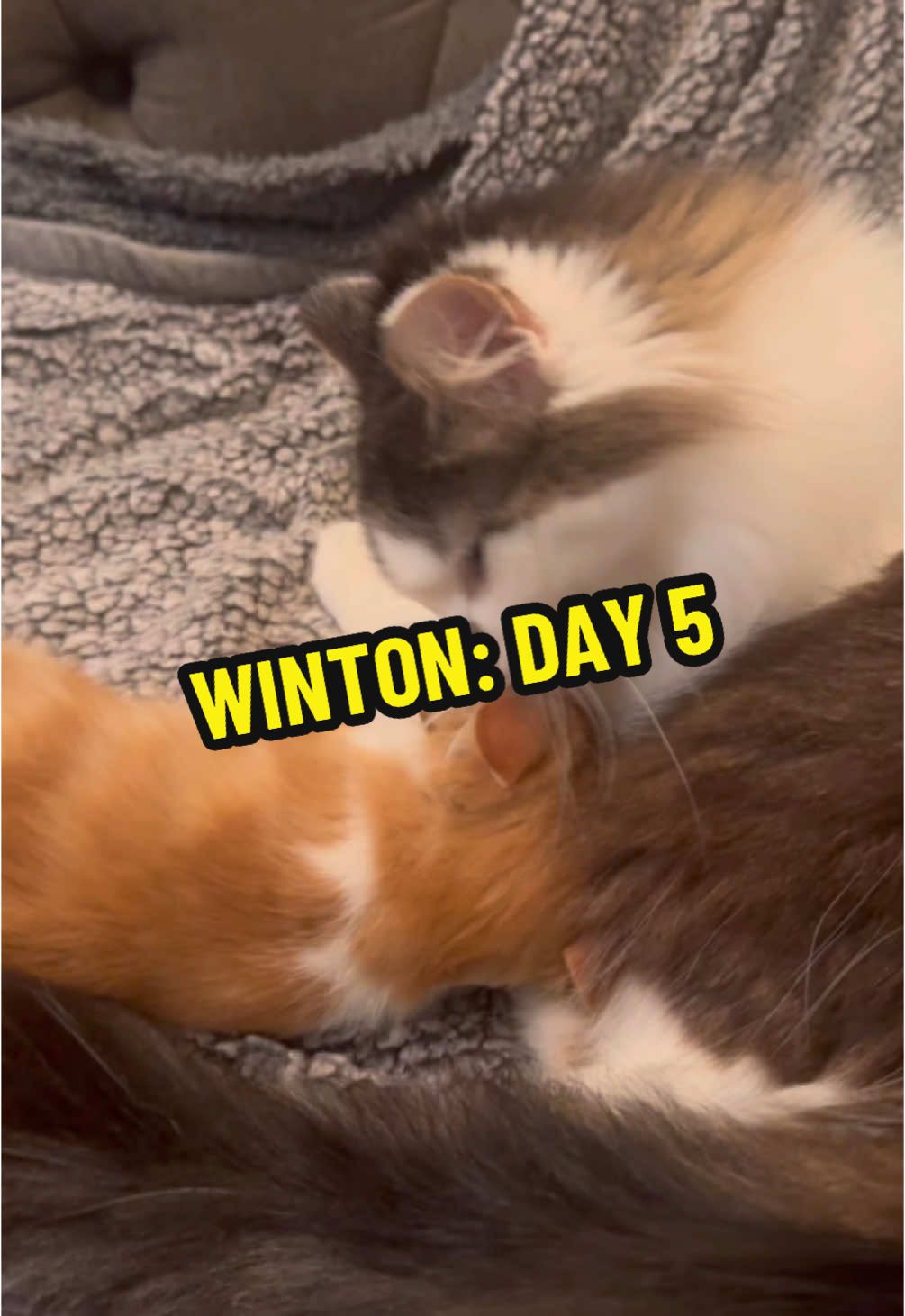 Day 5 of daily posts til Winton is adopted! He regularly begs Anakin to groom him, even if it doesn’t always end well 🫣🧡 Winton has very mild CH (cerebellar hypoplasia), which causes no significant impairment to his daily life. He’s slightly more clumsy than a typical kitten, but is able to climb, potty, and get around essentially as any other cat would. Winton is a major cuddle bug and is looking for someone to dote on him as much as possible. He deserves to be treated like the prince he is! **Disclaimer: Winton is a known panty thief and will firmly claim any he finds. KKHR is not responsible for lost or stolen panties.** To learn more about adding Winton to your family, please reach out to me or to @Kitty Kat Haven & Rescue . We’re located in central Alabama — out of state adopters who are willing to help transport (meet halfway) are welcome to apply! 🐾 #catsoftiktok #fostercat #adoptmepets #cerebellarhypoplasia #chcat #wobblycat #specialneedscat #advocate #kitten