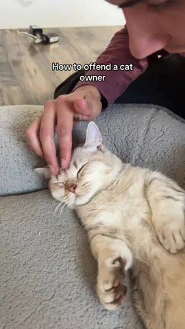Oh no she didn’t #cat #cats #catlover #catsoftiktok #cattok #catowner #funnycats #funnycat #catowner 
