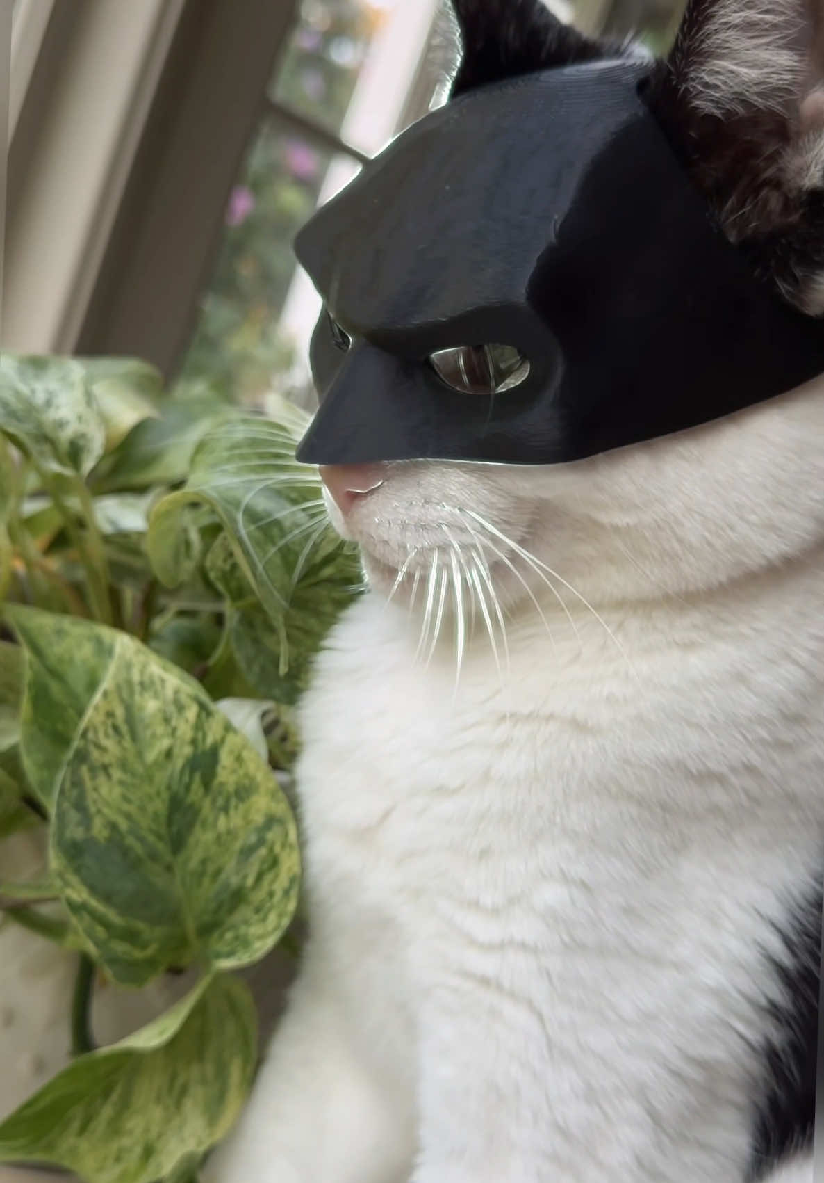 Bat Cat 🦇🐈when cats wear batman masks  #catlover #funnyvideos #funnycat #catsoftiktok #batman #cat #batcat #pet #dc #comic #dccomics #geek #3dprinting  #darkknight #superhero #bat  #mask #3dprint #comiccon