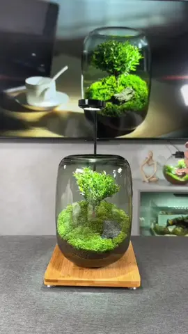 Do you want one?#foryou #foryoupage #DIY #plants 