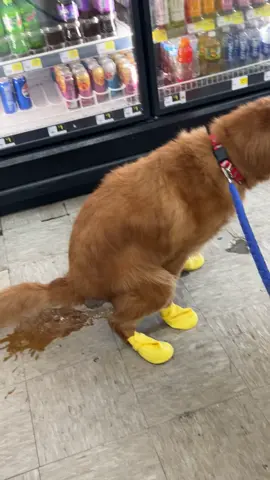 Not in Dollar General Jimmyyyyyyy 🤦🏽‍♀️🤦🏽‍♀️ #goldenretriever #stomachproblems #diarrea 