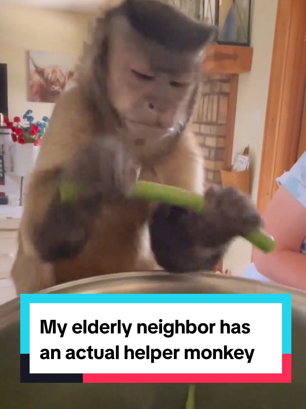 My elderly neighbor has an actual helper monkey 😭 💕 #cuteanimals 