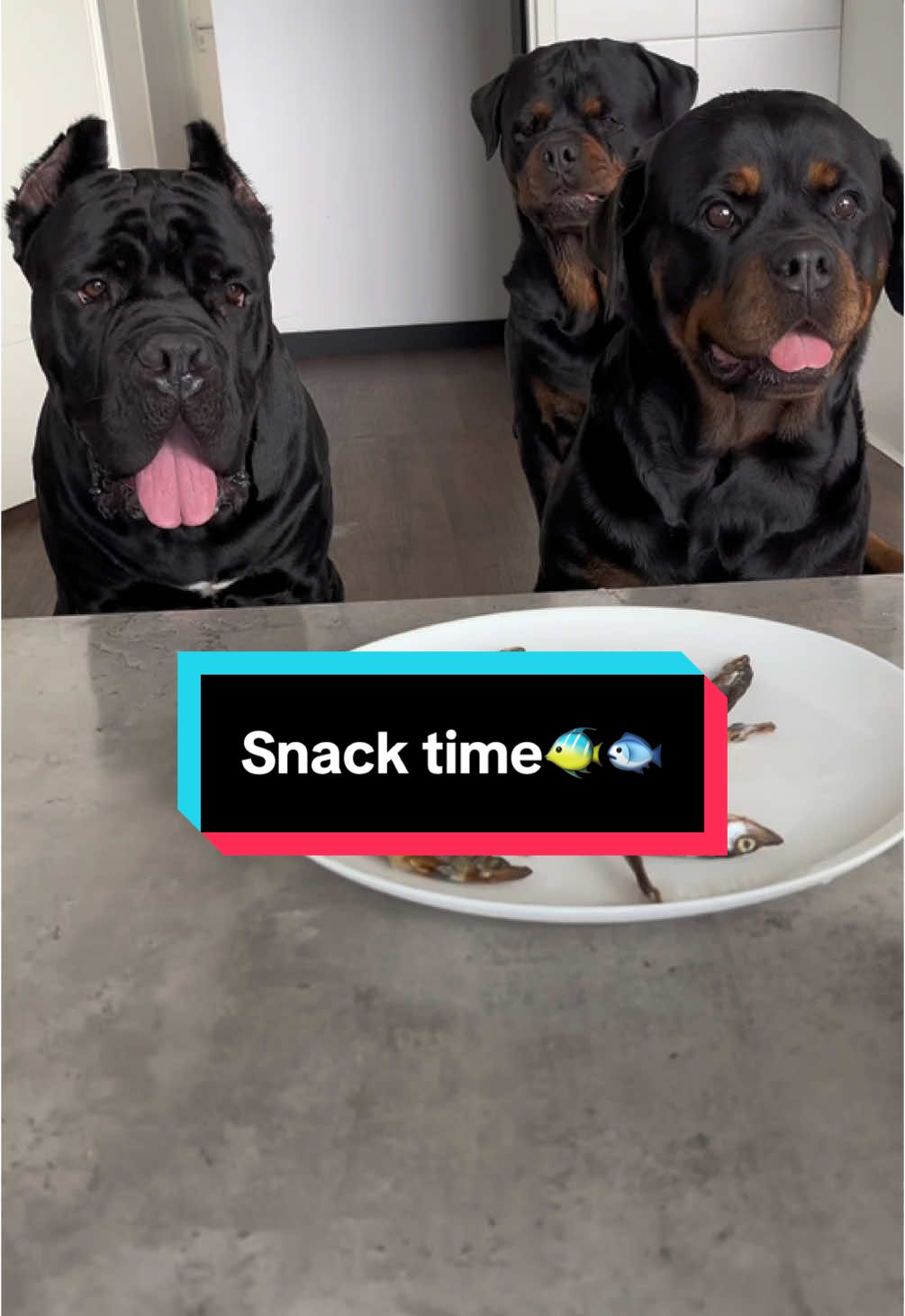 Snack time 🐟🐠  #dogsoftiktok #dogs #rottweiler #dogoargentino #canecorso 