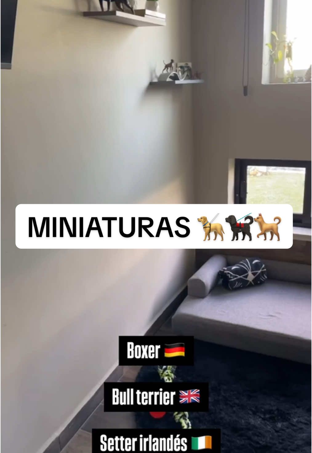 Miniaturas 🦮🐕‍🦺🐕 #boxer #bullterrier #setter #perros #osoriokennel #hotelcanino 