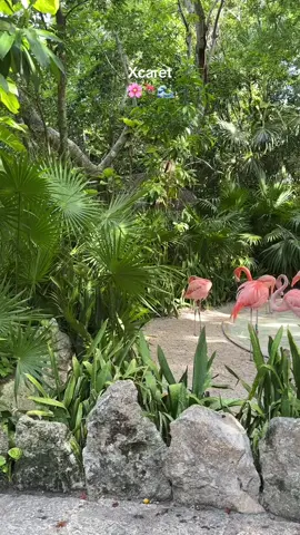 Enamorada de Xcaret💞 #fyp #parati #xcaret #mar #cancun 