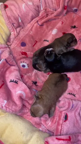#puppies #puppylove #puppiesoftiktok #atlanta #fy #fyp #available #❤️