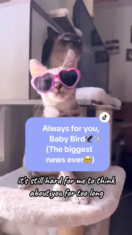 Our biggest announcment yet… For You, Baby Bird🦅.  …for ✨Panic and Serotonin✨ 🥹 #panicandserotonin #wonkyhearts #catrescue #animalrescue #catsoftiktok #babybird #forever