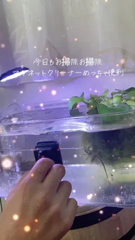 メダカ水槽お掃除 マグネットクリーナーめっちゃいい #マグネットクリーナー#メダカ #アクアリウム水槽#メダ活 #アクアリウム #レッドクリフダーク 