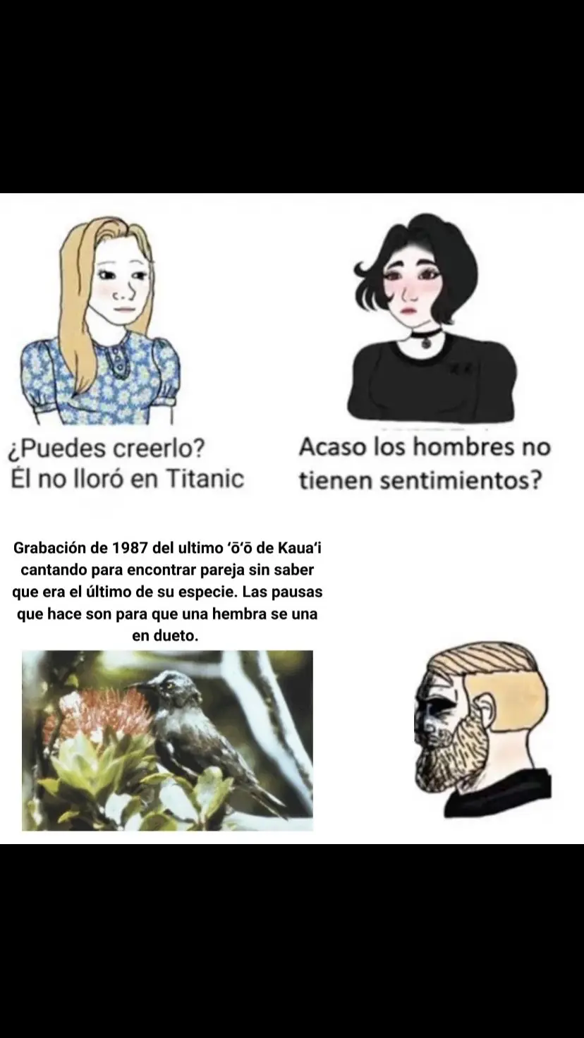 cr@Lost Esqueleto EL CANTO DE LA EXTINCIÓN: Se trata de un canto nupcial muy peculiar del '8'0, un ave extinta que habitaba en la isla de Kava'i en Hawái. En este canto, el macho entonaba una melodía y la hembra simplemente escogía al que le pareciera más adecuado.   Pero, en este audio, solo se escucha el canto inicial del macho, pues cuando debería cantar la hembra, solo hay un silencio. El macho insiste, pero la hembra no responde. Es el canto de la soledad de un macho que no encuentra una hembra que cortejar. La extinción del '8'o no solo marcó la desaparición de esta especie, sino también de toda la familia Mohoidae, familia de aves cantoras de Hawai que existió por más de 15 millones de años. #fyp #fyp≥ #fypage #foryou #interesante #sad #datoscuriosos