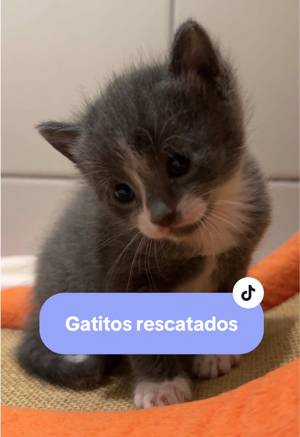 Rescatar no es nada fácil pero saber que tendrán la oportunidad de tener una vida diferente es algo que llena mi corazón y mi alma.  Nadie pide que amen a los gatitos pero al menos no les hagan daño 🙏🏻♥️✨  #gatitosrescatados #carlaysusamigos🐈🐈‍⬛  #noalmaltratoanimal 