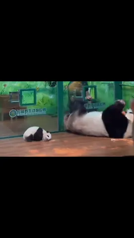 full of love #panda #giantpanda #cute #animal #pet