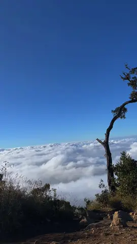 Kalo ada yang bertanya kepadaku, “samudra awan terindah digarut itu dimana?” Dengan sepenuh hati, aku aku akan menjawab, di gunung CIKURAY #pendaki #pendakigunung #mendaki #cikuray 