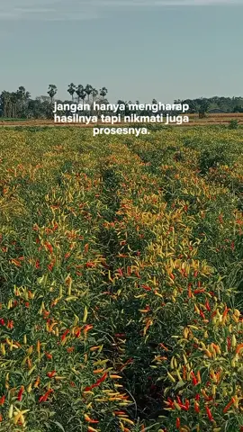 #petanimuda  #petanicabai🌶️🌶️🌶️  #petaniindonesia🇮🇩🇮🇩🇮🇩🌿🌿  #fyp 