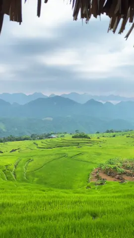Mời em về quê anh vùng cao #thanhhoa #canhdep #puluong #taybac #ruongbacthang #viral 