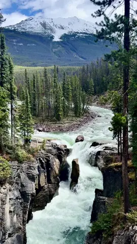Sunwapta Falls, Jasper 🇨🇦 #jasper #canada #alberta #jaspernationalpark #banff #banffnationalpark #sunwaptafalls #waterfall #nature #Outdoors #mountains #canadianrockies #travel #traveltiktok #albertacanada 