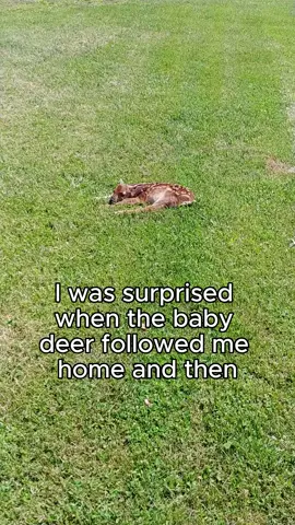 Rescue a baby deer and then….. 🙏🙏🙏🙏🙏🙏🙏🙏❤️❤️❤️❤️❤️❤️❤️❤️#rescue #rescueanimals #animals #animalsoftiktok #deer #deeroftiktok #fyp 