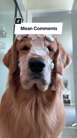 ⁣When you find out you're old and colorblind on the same day 👴🏼🧑🏼‍🦯‍➡⠀ ⠀ As much as I hate to admit, Tucker is definitely getting his wise man sugar face. He is 6 years old and this is totally normal! Some Golden's go grey as early as 3. For Tucker, it's all due to genetics. His dad Fenway got his sugar face at the same rate that Tucker is now.⠀ ⠀ I know that it can be sad. Trust me, I cry several times a week over it. The constant comments about it doesn't help 🥴 It is a reminder that time is fleeting. But it's also a reminder of all the kisses that have landed on those fuzzy cheeks, all the fun memories we have had and yet to have. He may be grey...but he will always be my baby Tucker no matter how white his face gets 🩵⠀ ⠀ And just in case you are still worried, Tucker is in optimal health! He eats the best diet possible, is on all the top supplements, jogs a mile everyday, swims several times a week, socializes with all his dog friends, and gets more love and kisses then he knows what to do with. I promise our big guy Chuch has SO much more life to live 🫶🏼