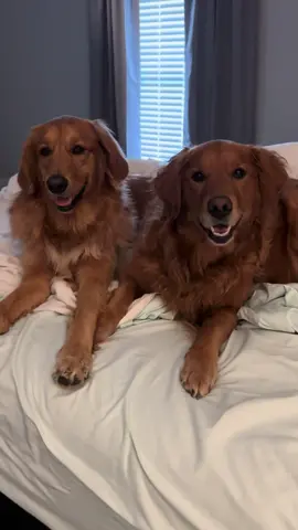 The sweetest girls! #goldenretriever #goldengirls