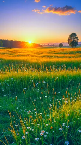 Light breeze on the meadow at sunrise. Live wallpaper animated background motion home screen. #livewallpaper #trending #cooldesigns #animation 