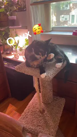 #catsoftiktokcomedy #carsoftiktok 