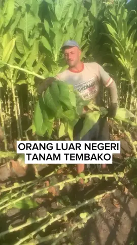 ORANG LUAR NEGERI TANAM TEMBAKO #fypシ #fypシ #petani #TEMBAKO  #MADURA 