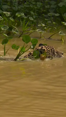En los mágicos llanos orientales de Colombia, un majestuoso jaguar surca las aguas de un lago rodeado de exuberante vegetación. Su elegancia y fuerza se fusionan con la naturaleza, creando un momento de pura armonía. 🌿🐆💧 #NaturalezaSalvaje #LlanosColombianos #VidaSilvestre #esmillano #colombia #jaguar #nature