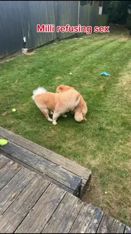 Milli is a case😅😅 #dogtiktok #doglovers #dog #nigeriatiktok #uktiktok #tessybae2 #chowchow #dogmom #fyyyyy #foryoupage #viralvideo #viral