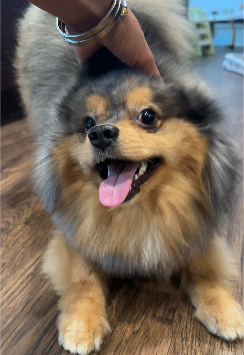 He’s a happy bby tho. 🤍#pomeranian #dogtok #pomeraniansoftiktok 