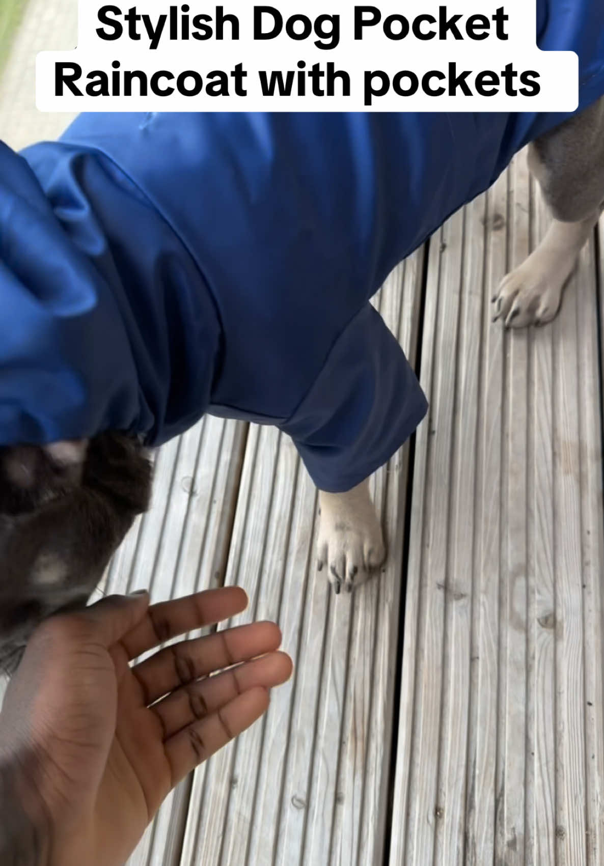 Rexx new coat #frenchbulldog #dogsoftiktok #dog 