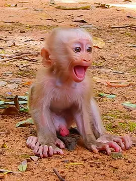 Billion sad baby Luno cry non stop, Why Mom leaving him alone ?  #rescuemonkey #adorablemonkey #funnypuppy #newbornbabymonkey #pooranimals #monkeymovie #prankanimals #babymonkey 