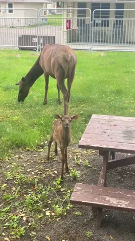 Mama and baby elk right outside the Mammoth Recreation Center. #elk #momma #mama #baby #babyanimal #babyanimals #babyanimalsoftiktok #calf #elkcalf #ynp #yellowstone #yellowstonenationalpark #seasonalwork 