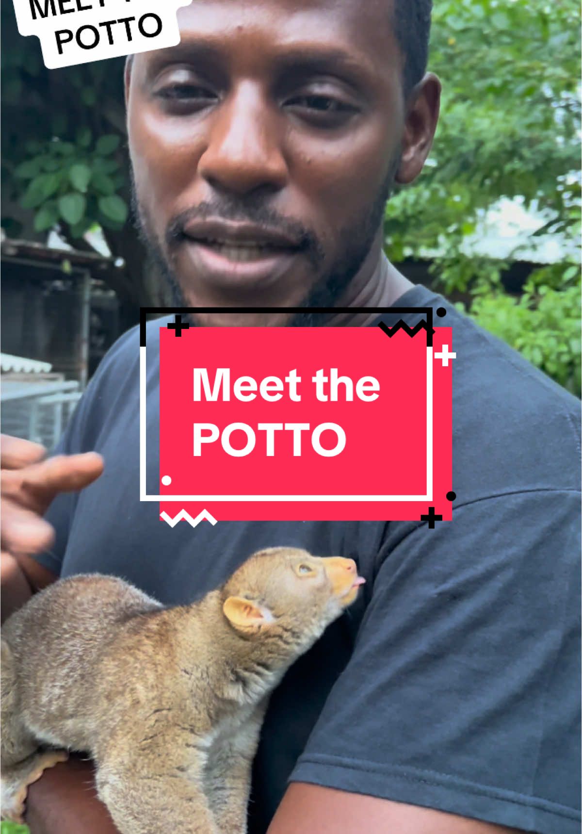 Meet the POTTO!!! Not a Bush Baby or Baby Bush Our little live Teddy Bear #wildlife #animals #knowyouranimals #greenfingerswi #greenfingerswildlifeconservation #nature 