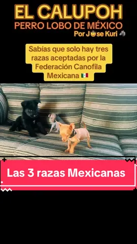 #calupoh #chihuahua #xoloitzcuintle #elcalupoh #elcalupohbebe #calupohperrolobodemexico #perrolobo #perrolobomexicano #perrolobo #wolf #california #arizona #rosarito #usa #nevada #dog #wolfdog #cachorro #perrito ##perrito #mascota #lobo #josekuri #kurielcalupoh #criadorjosekuri 