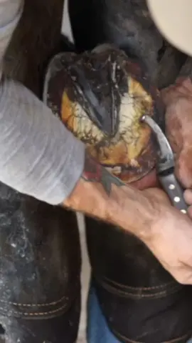 NEW SHOE? #foryou #foryoupage #asmr #restoration #satisfying #horse #horses #farrier 