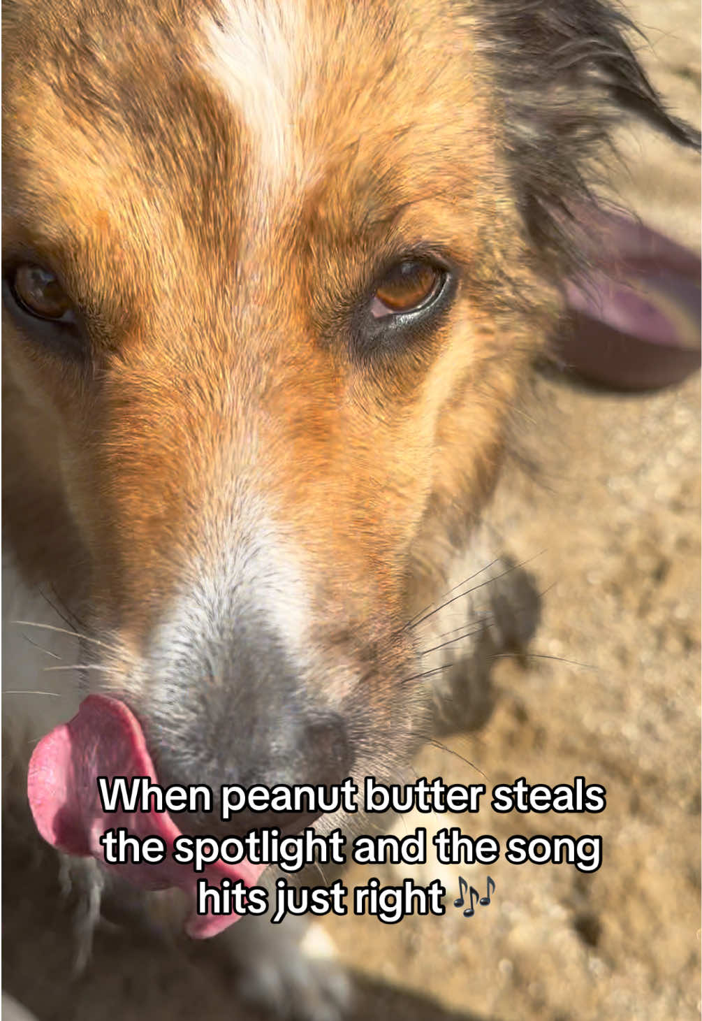 Hazel loves her some peanut butter!! 🥜  #creatorsearchinsights #fyp #englishshepherdsoftiktok #dogsoftiktok #doglife #puppylove #englishshepherd #doggo 