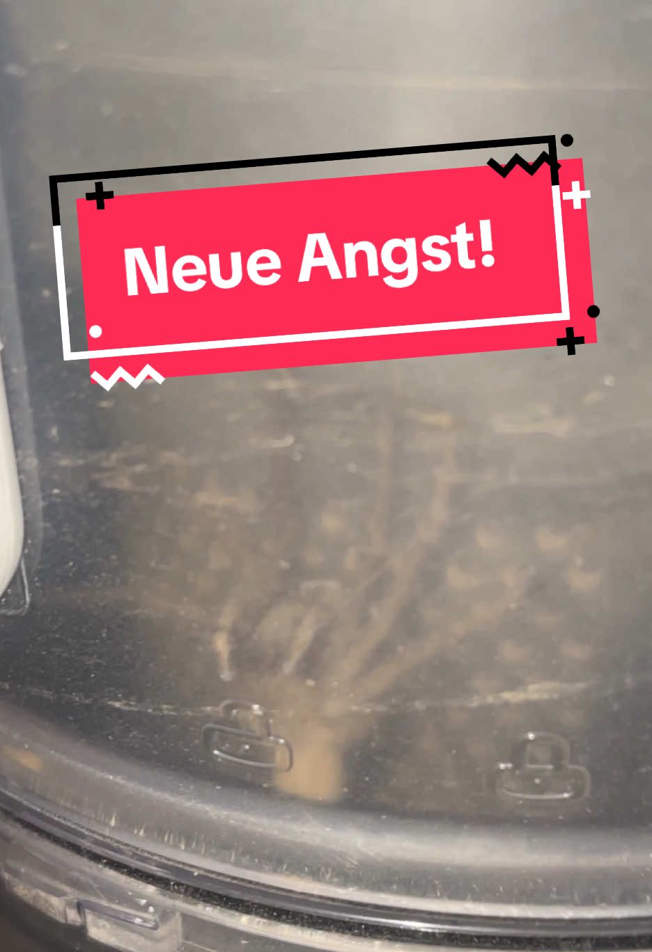 Von wegen die sterben wenn sie aufgesaugt werden. Die bauen sich da eine Armee auf mit der sie dich dann fertig machen sobald du den Behälter leerst! 🤯 #spinne #staubsauger #angst #spinnen 