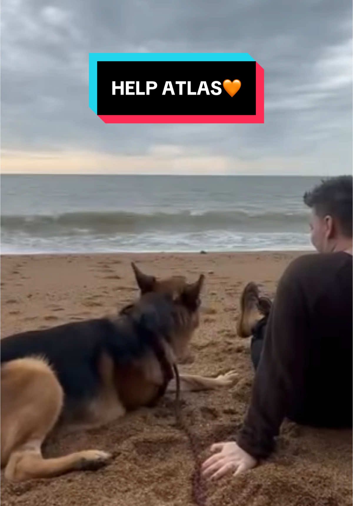 we’re hoping tiktok can do its magic and help Atlas just like it helped us! Donation link is available via the link in our bio, and you can stay up to date with Atlas and his humans over on instagram at ‘atlas_thetripawdgsd’ and his tiktok @Atlas_thetripawdgsd  #disableddog #dogsoftiktok #fyp #prosthetic 