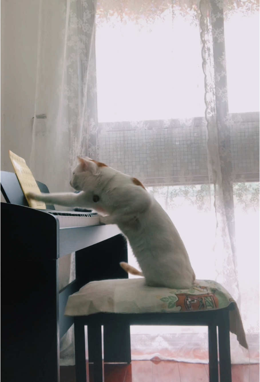 Since this cat knows how to flip the piano sheet music#cat #catsoftiktok #piano 